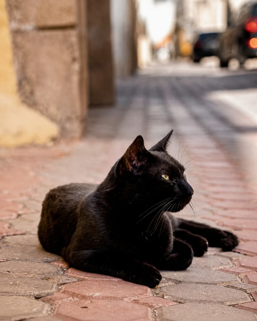 Zwarte kat die ligt en opzij kijkt