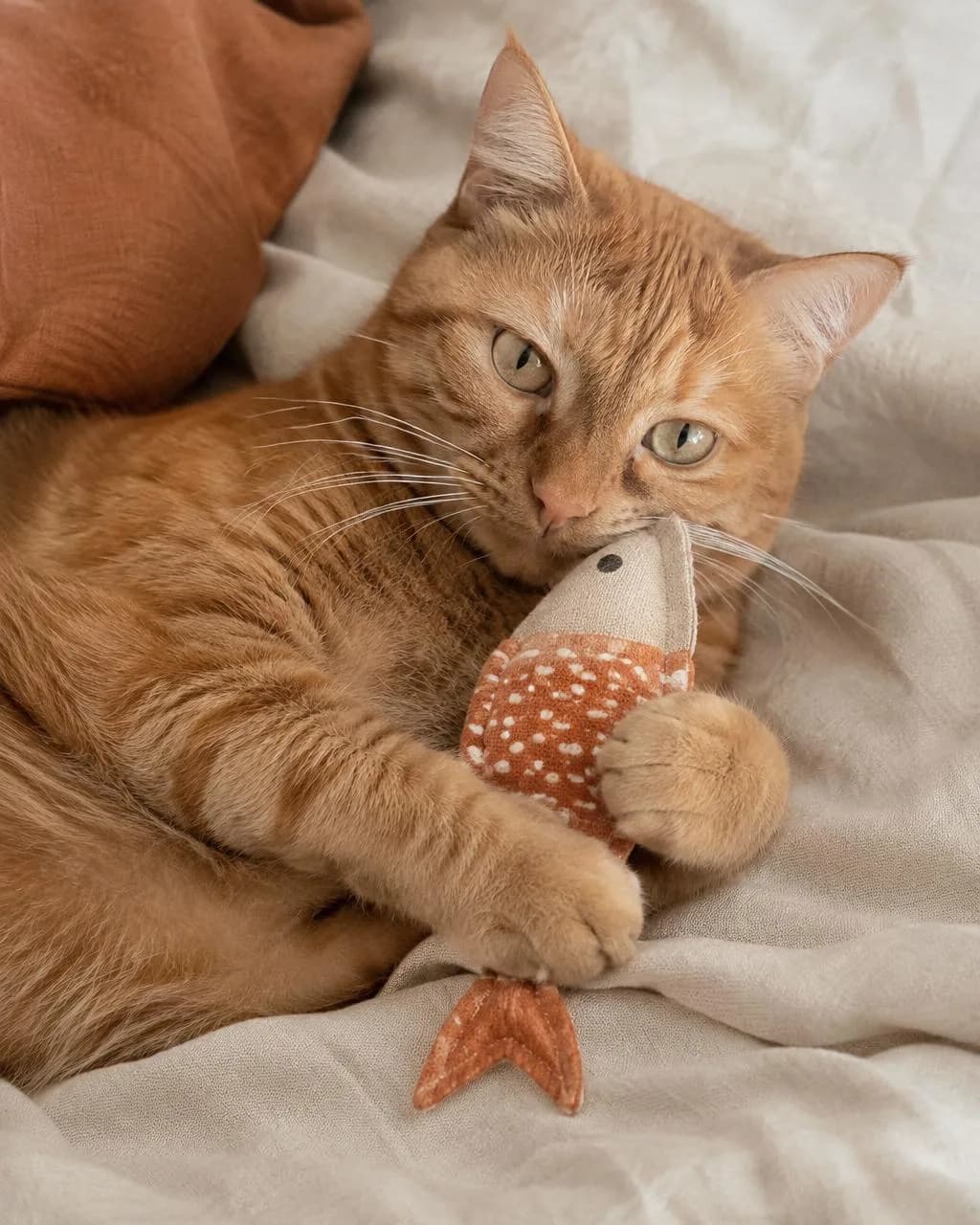 Portrait d'un chat roux