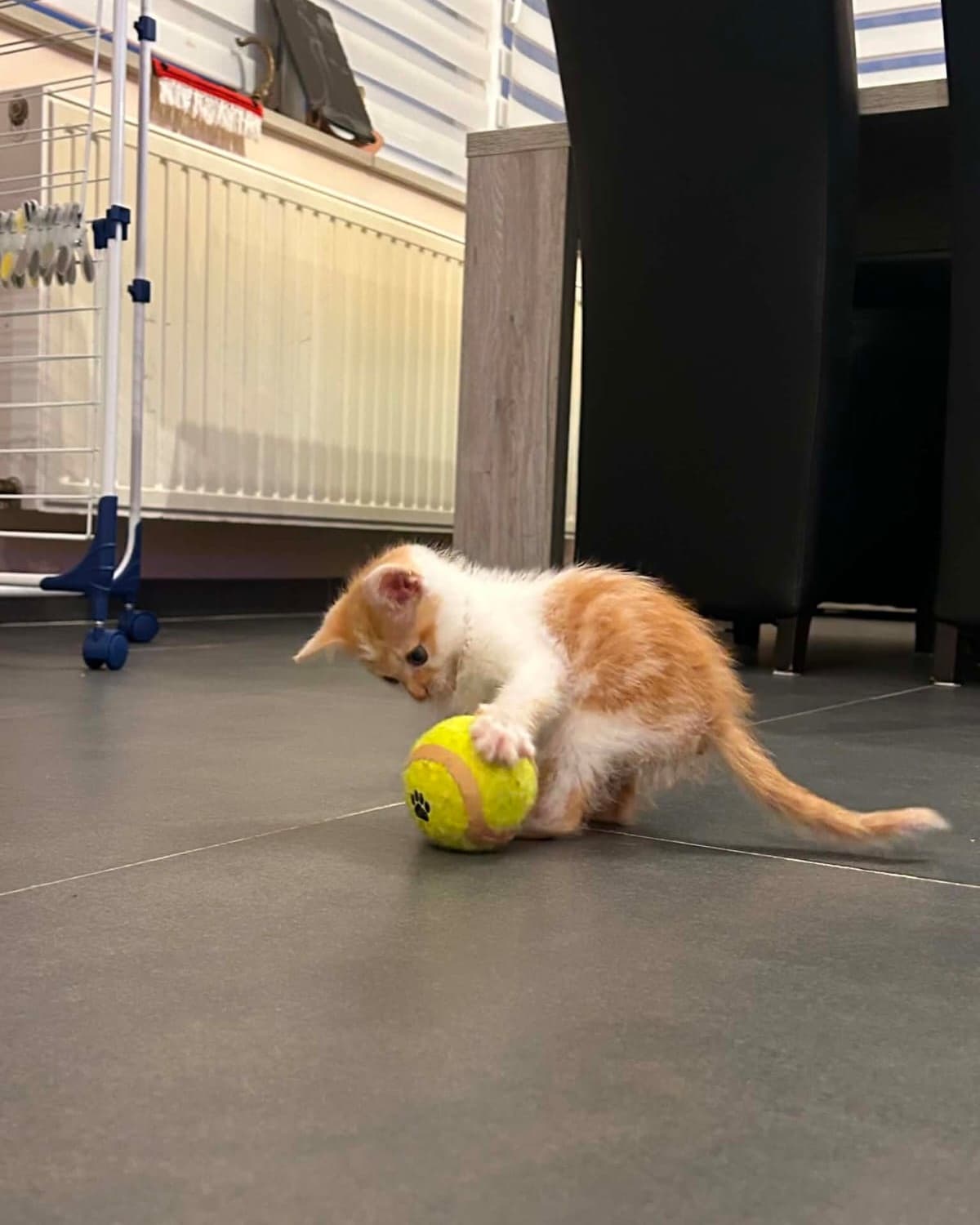 Un chaton roux et blanc joue avec une balle jaune, sur une photo du compte Oh Miaou