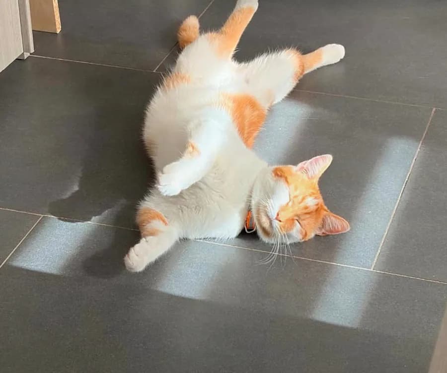 Vraie photo Instagram Oh Miaou : chat roux et blanc couché au soleil sur le sol