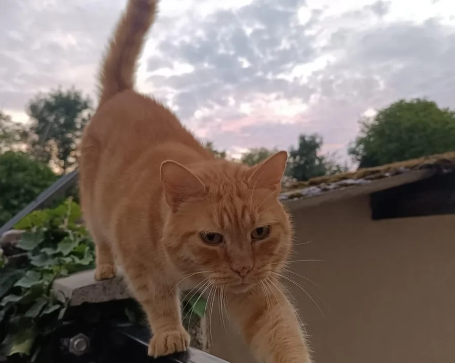 Vraie photo Instagram Oh Miaou : chat roux qui marche sur un balcon
